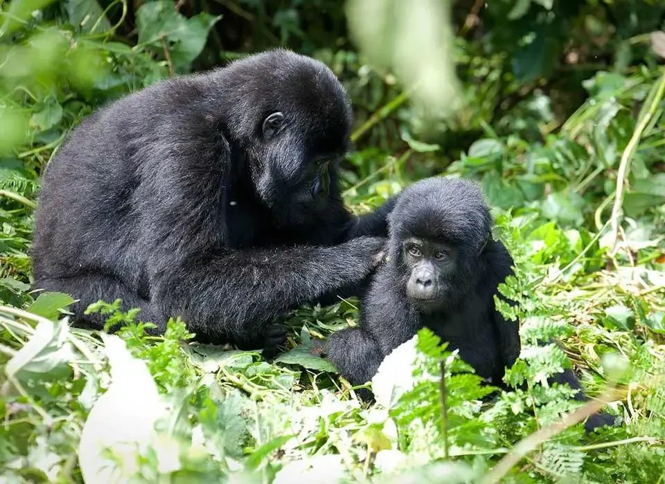 What Is the Cost of Rwanda Gorilla Trekking Permit