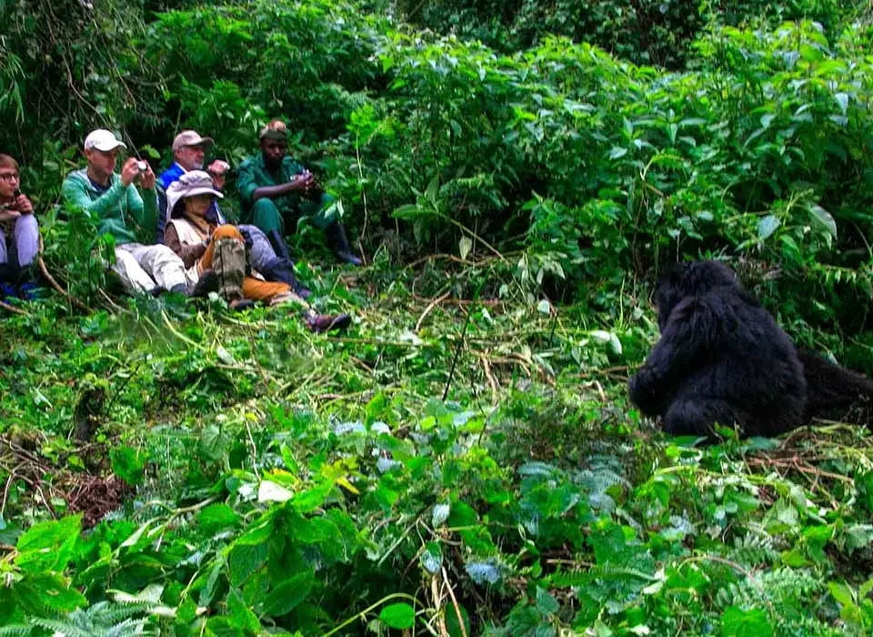 What does Kids do when Adults go for Gorilla Trekking in both Uganda and Rwanda