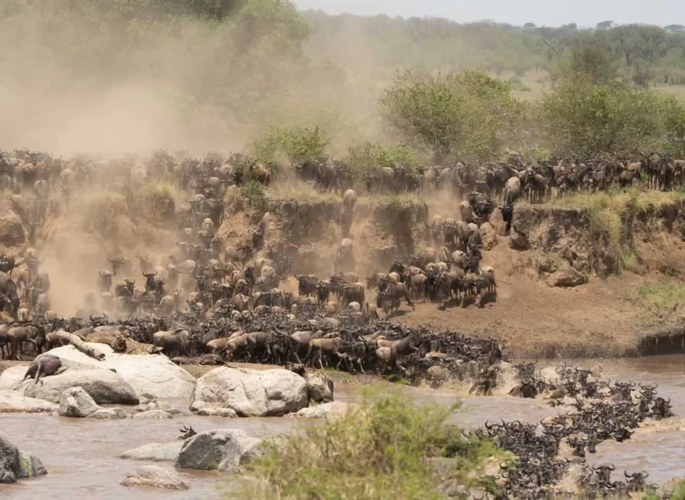 Where to see Wildebeest Migration in Africa