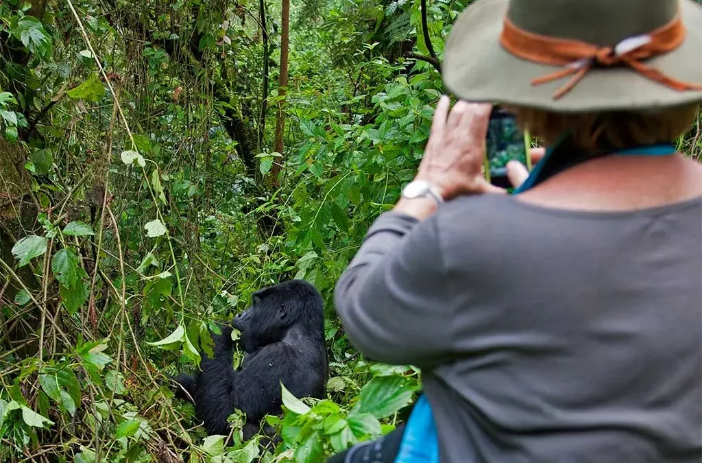 Why it’s advisable to book your Gorilla Permit in advance during peak season