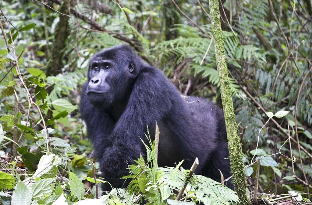 Why visit DR Congo to see the mountain gorillas ?