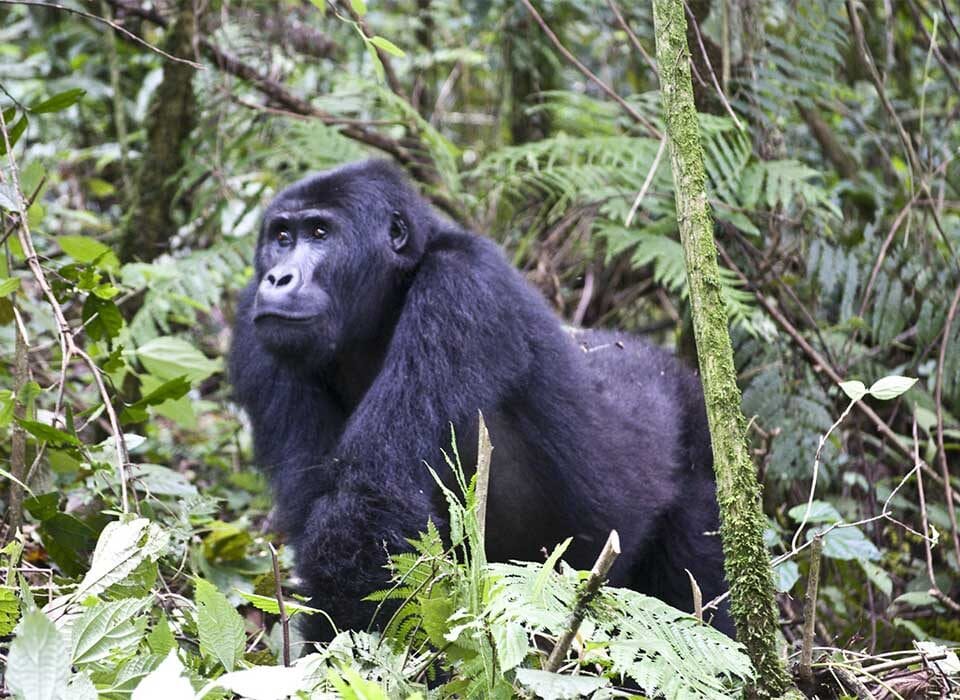 Why visit DR Congo to see the mountain gorillas ?