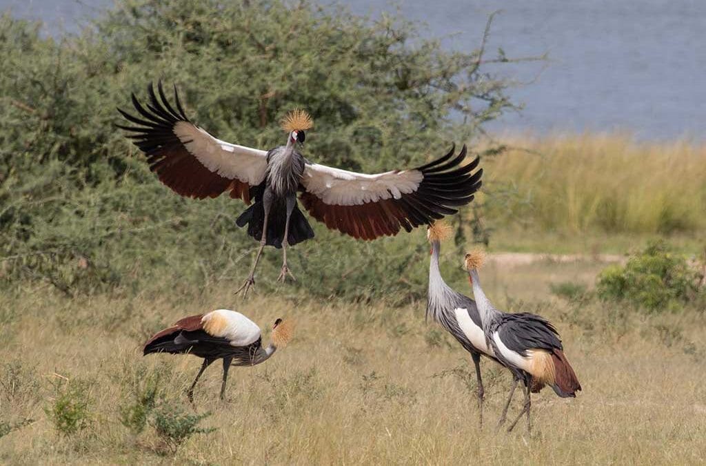 Why visit Uganda