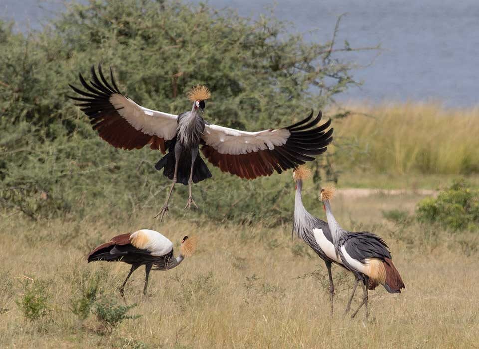 Why visit Uganda