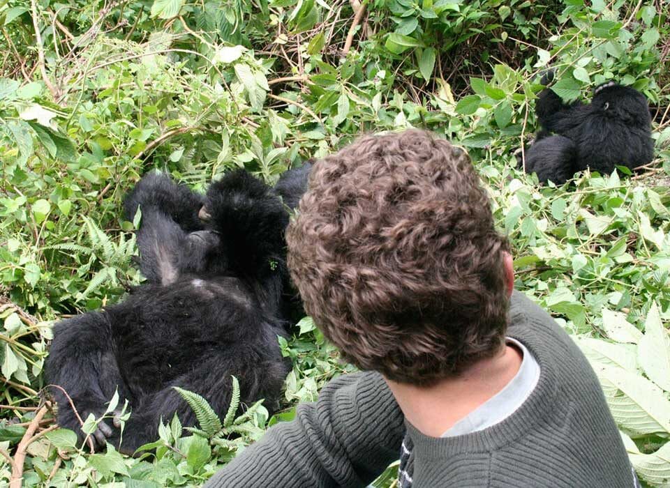1 Day Gorilla Trekking in Bwindi Impenetrable Forest National Park
