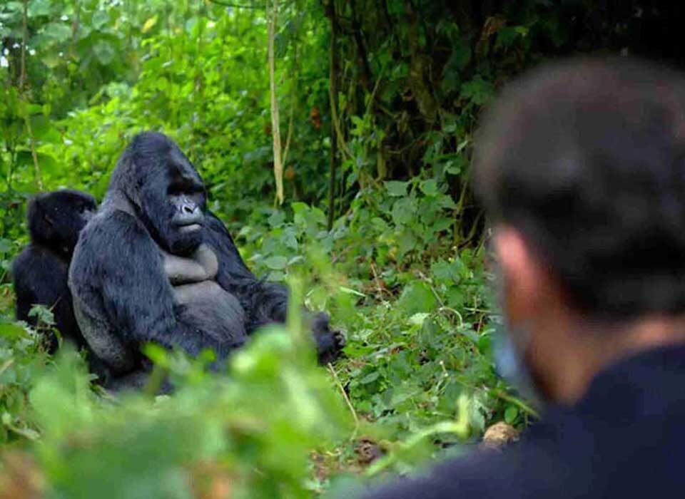 Best Destinations for Mountain Gorilla Trekking in Africa
