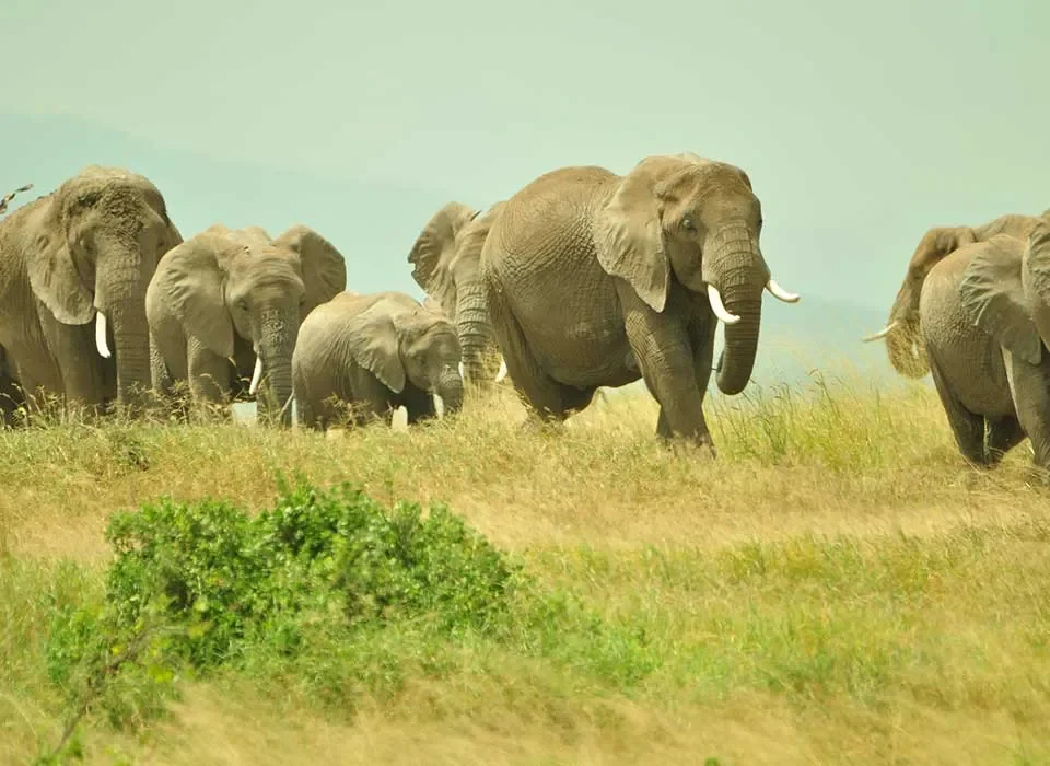 Best Places for the Big Five Animals Sightings in Kenya