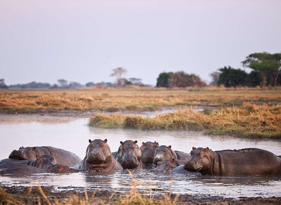 Best Places to see Hippos in Africa