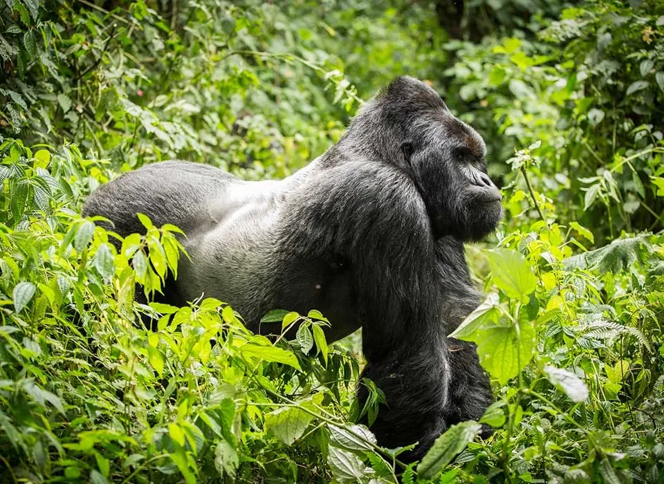 Choosing the best option between Mountain and Lowland Gorilla Trekking in Congo