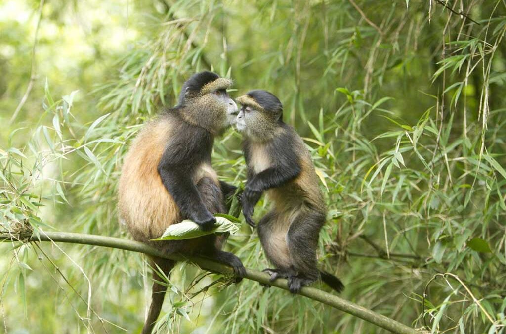 Cost of golden monkey trekking permits in Mgahinga Gorilla National Park