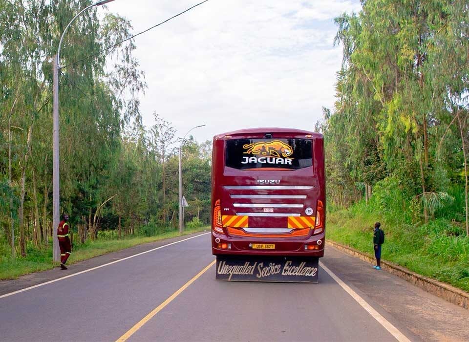 Gorilla Tracking in Bwindi Impenetrable Forest National Park in Uganda using public transport