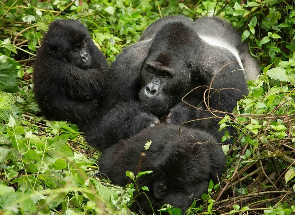 Gorilla Trekking Safaris in Virunga National Park