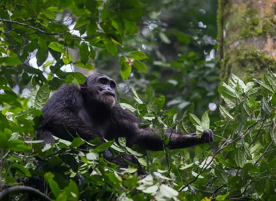 How is safety and security guaranteed during chimps trekking in Nyungwe National Park in Rwanda