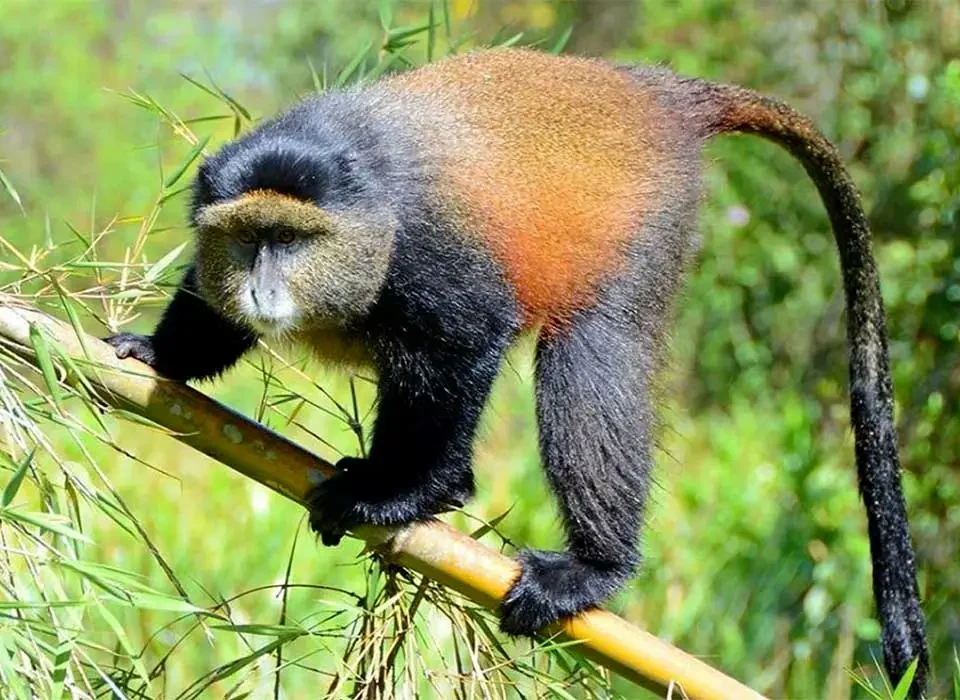How much is a Golden Monkey Tracking permit in Uganda