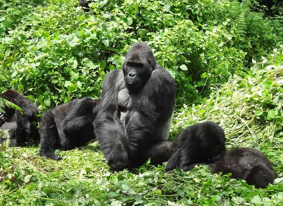 How to book Congo Gorilla Permits