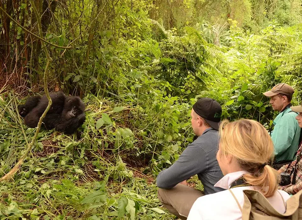 How to plan a team-building safari for gorilla trekking in Rwanda.