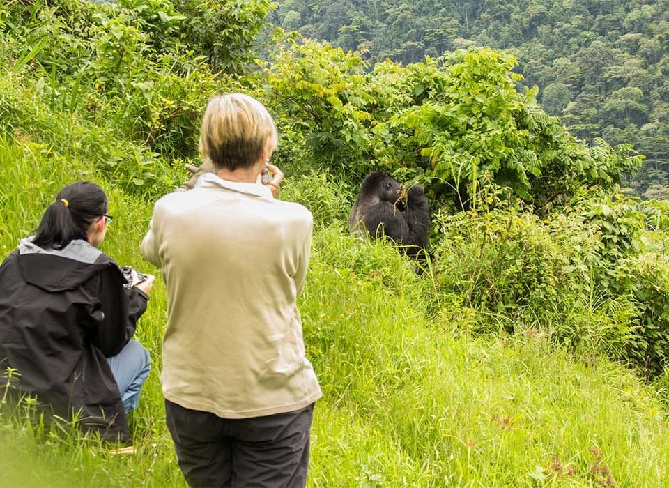 How to plan gorilla trekking in Rwanda from Arusha-Tanzania