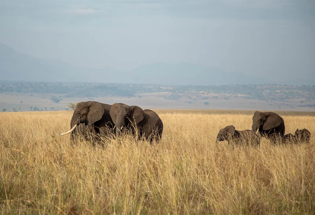 Kidepo Valley National Park, Uganda