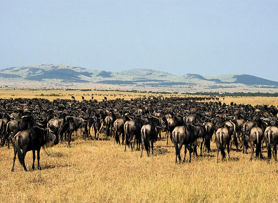 Masai Mara vs Serengeti - Choosing the Best Safari Destination