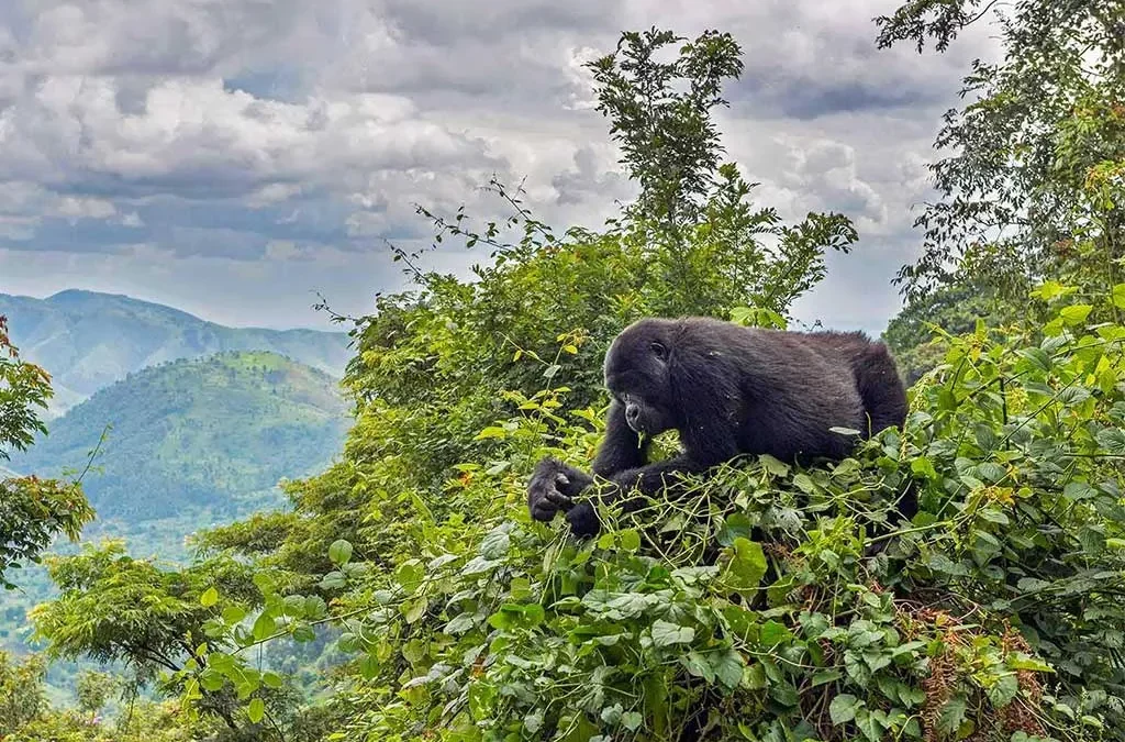 Miles to Walk in order to see the Mountain Gorillas in Bwindi Impenetrable Forest National Park