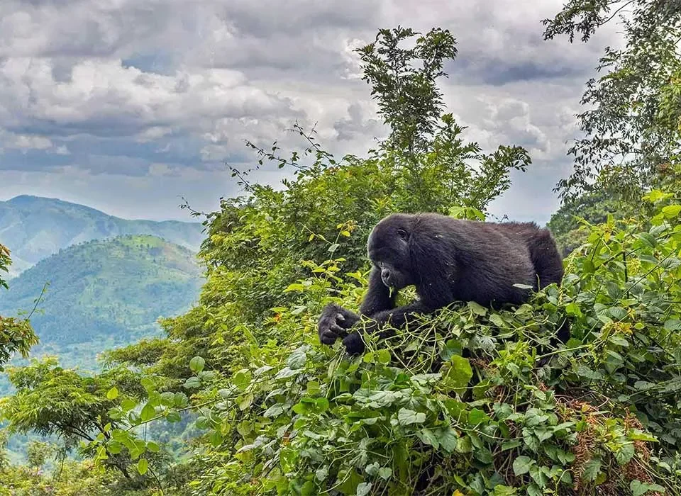 Miles to Walk in order to see the Mountain Gorillas in Bwindi Impenetrable Forest National Park