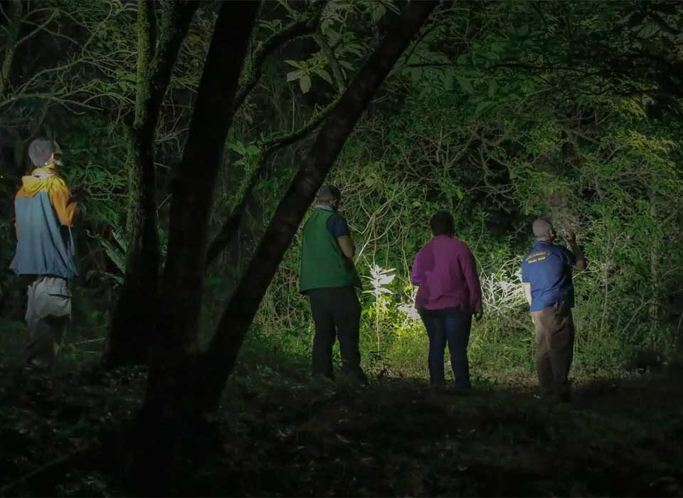 Night Forest Walks Adventure in Kibale National Park