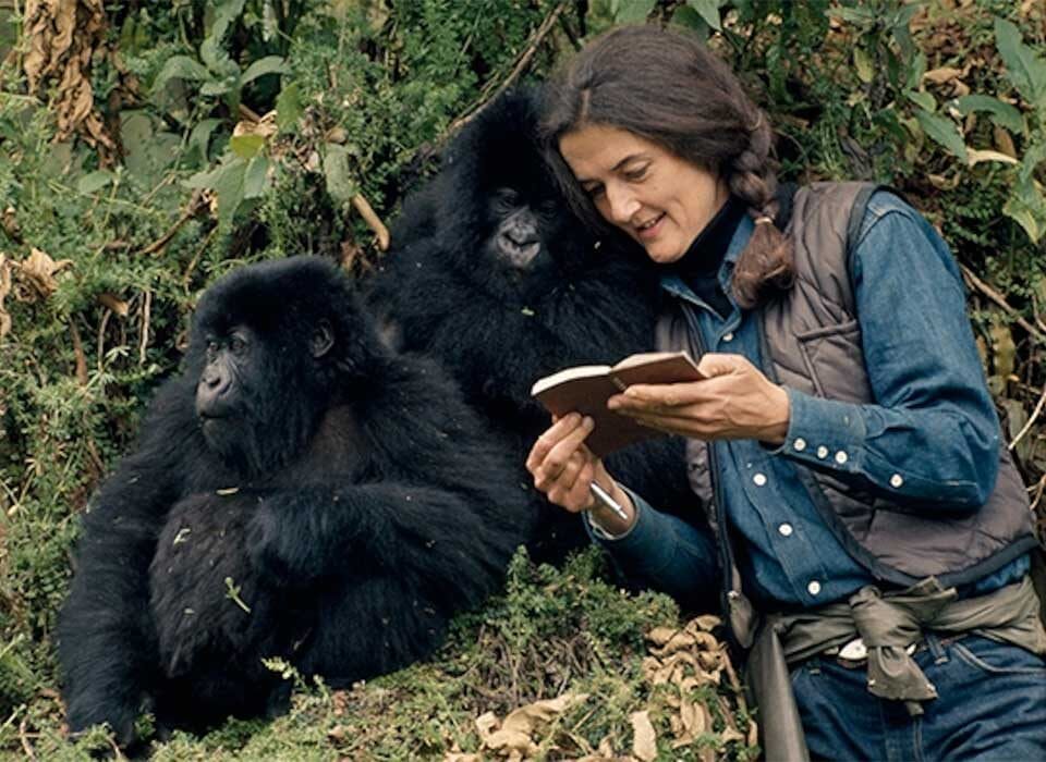 The Life of Dian Fossey and Her Devotion to Gorilla Conservation