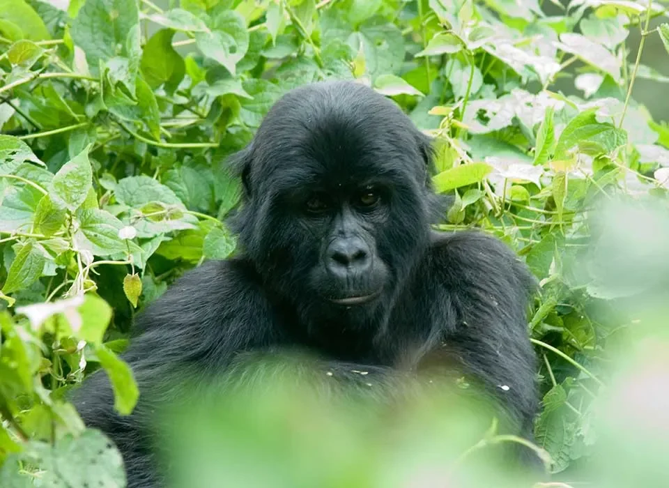 The cost of Gorilla tracking permits in Rwanda