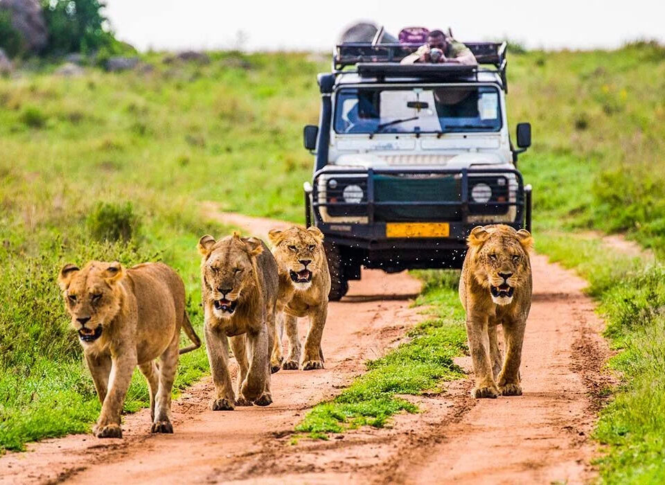 What makes Uganda a Unique Safari Destination?