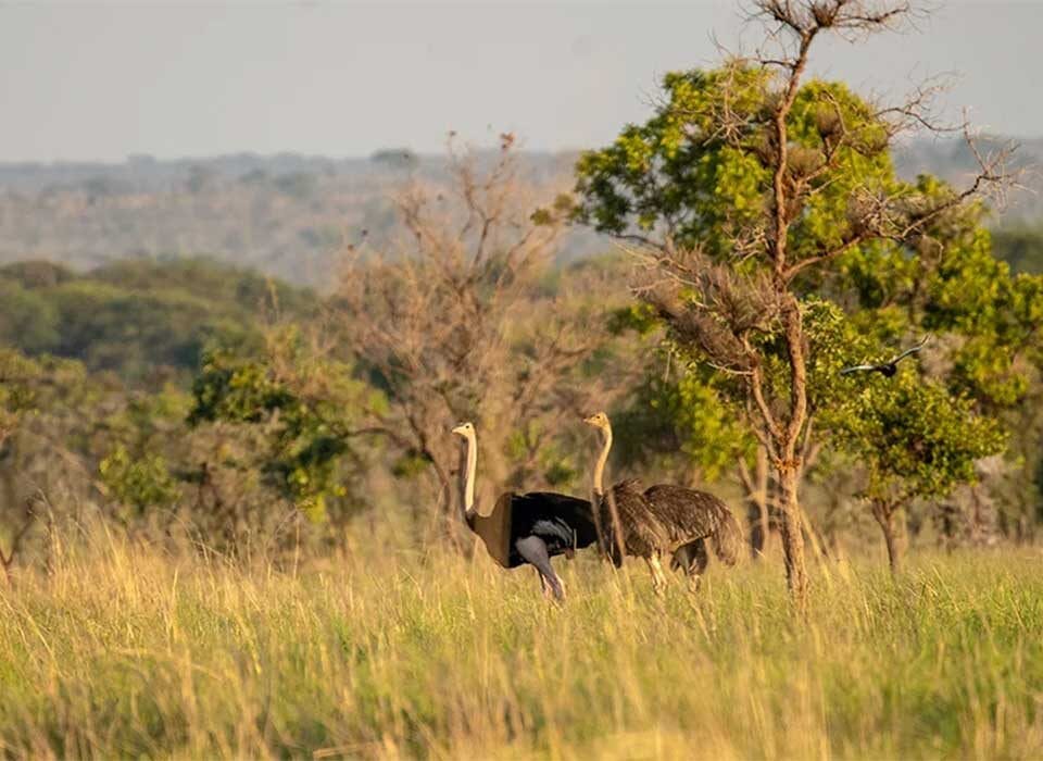 Why Visit Pian Upe Wildlife Reserve in Northern Uganda?