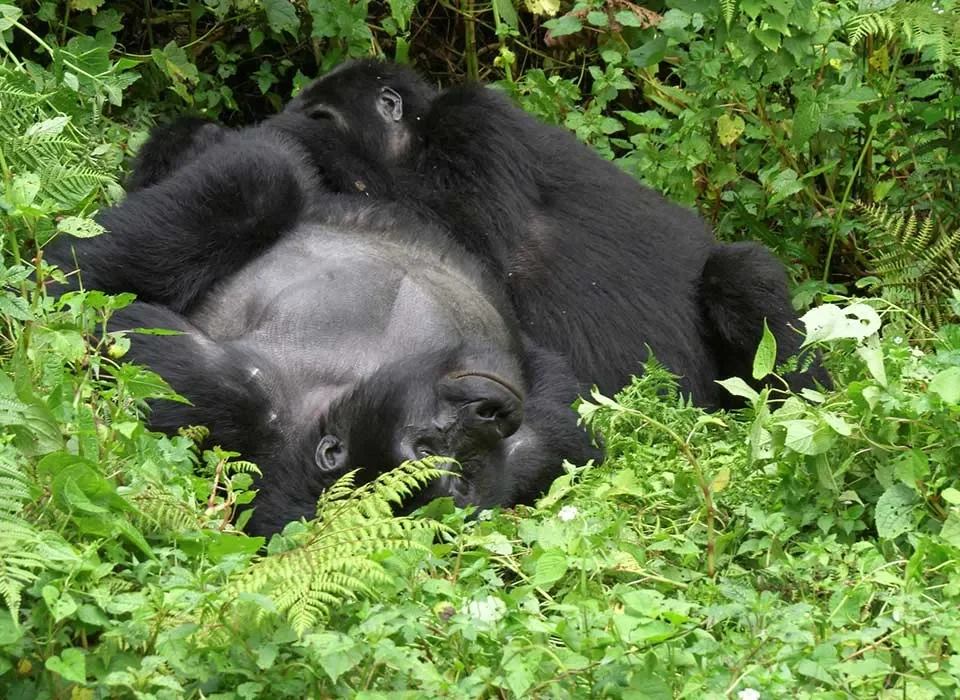 Why there is no Gorilla Habituation Experience in Volcanoes National Park in Rwanda.