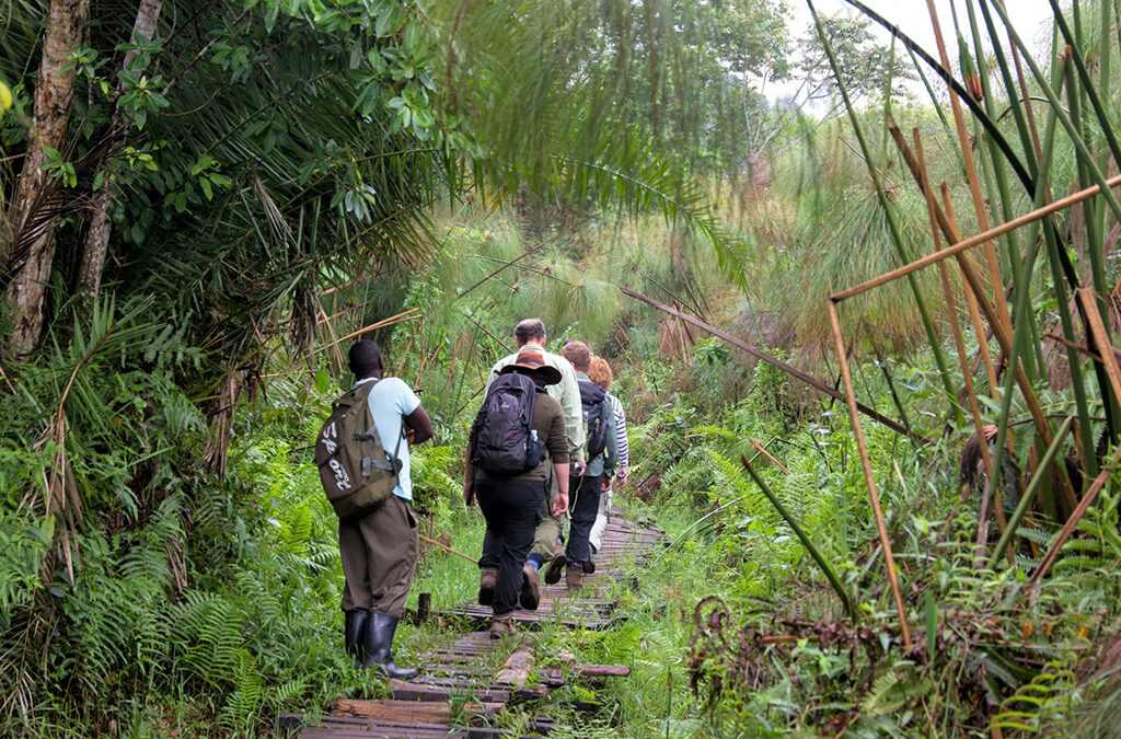 Exploring Bigodi Wetland Sanctuary - An Ultimate Nature Experience