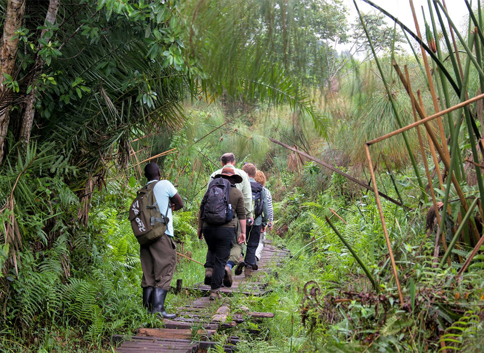 Exploring Bigodi Wetland Sanctuary - An Ultimate Nature Experience