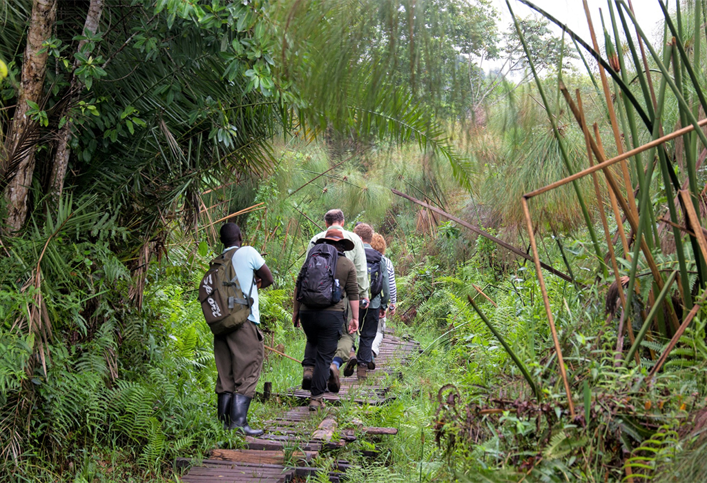 Exploring Bigodi Wetland Sanctuary - An Ultimate Nature Experience