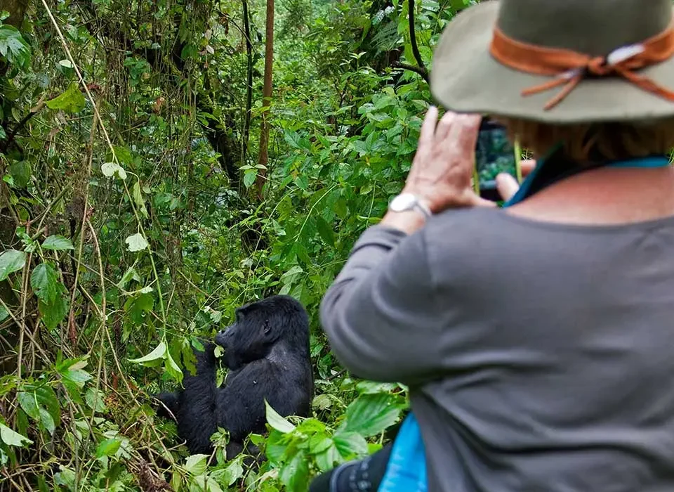 Gorilla Trekking in Bwindi Impenetrable Forest National Park-Nkuringo Sector