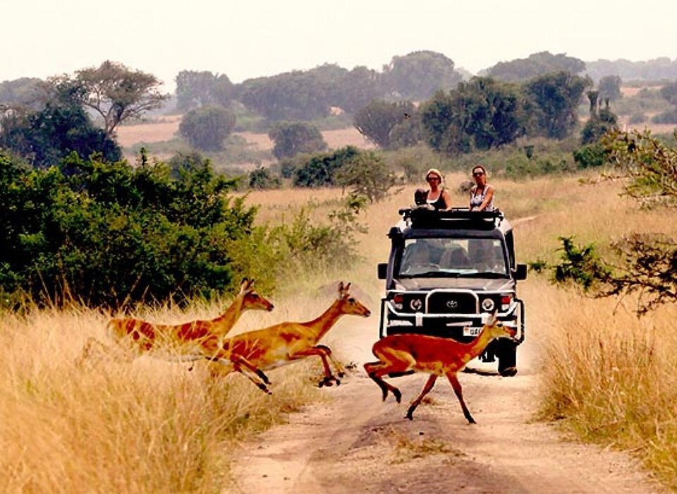 Things to do on Honeymoon in Queen Elizabeth National Park