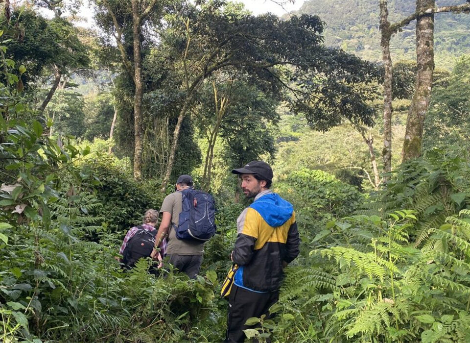 Walking across Bwindi Impenetrable Forest National Park Experience