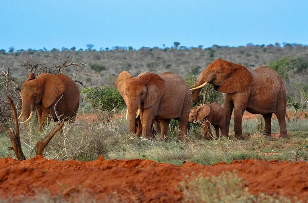 Wildlife Safari Experiences in Tsavo East National Park- Kenya