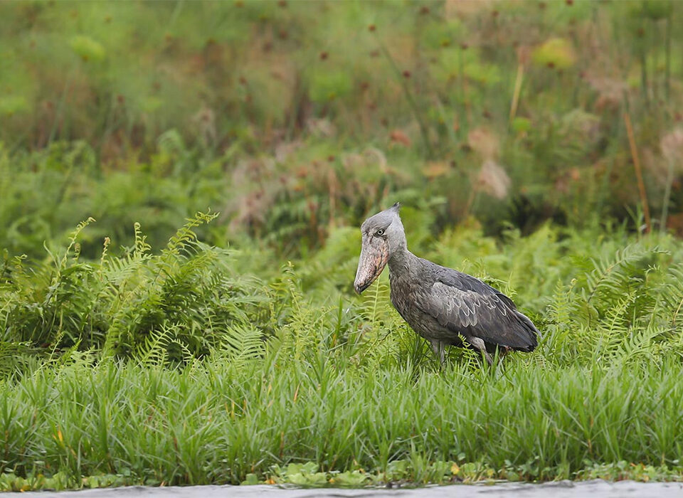 Mabamba Swamp Tours in Uganda – Birdwatching and Shoebills
