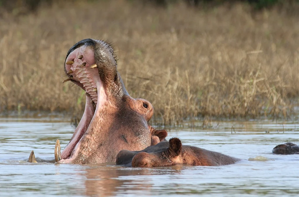 Best Places to see Hippos in East Africa