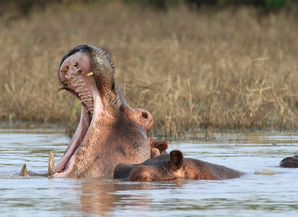 Best Places to see Hippos in East Africa