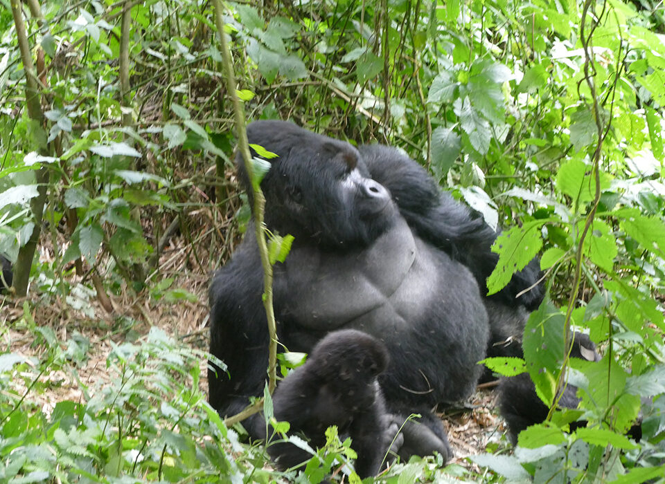 End of year Gorilla and Golden Monkey Habituation Adventures