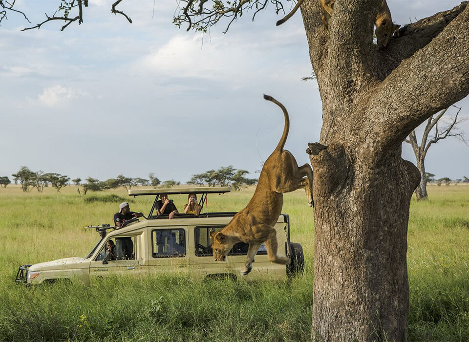 Game-Drives-in-Serengeti