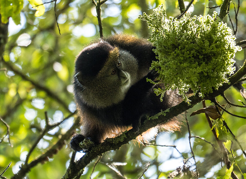 Golden-Monkey-Trekking-in-Mgahinga