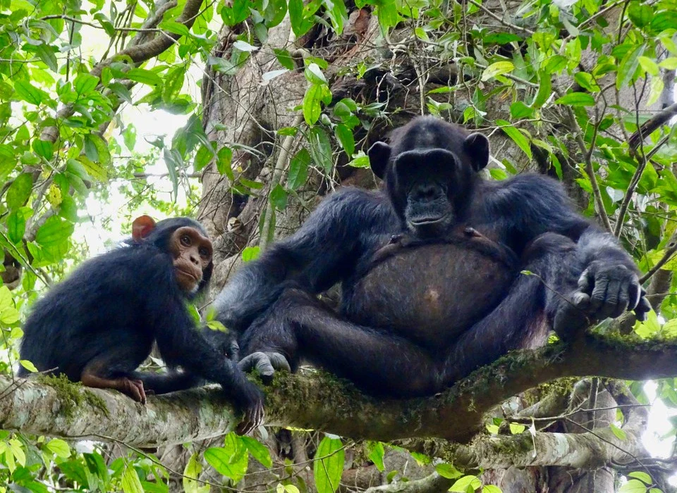 Gorilla & Chimpanzee Trekking Safari in DR Congo for 7 Days