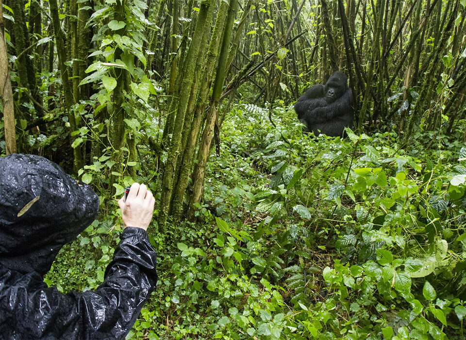 Gorilla-Tracking-in-Volcanoes-National-Park