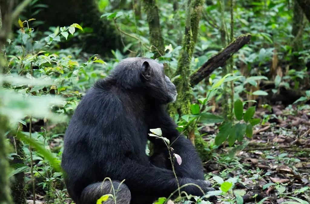 Gorilla and Chimp Fly-in safari in Uganda