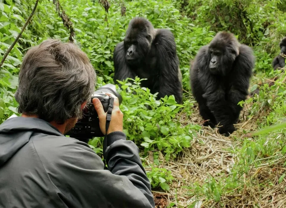 What is the cost of the Rwanda Gorilla Trekking Safari in 2025?