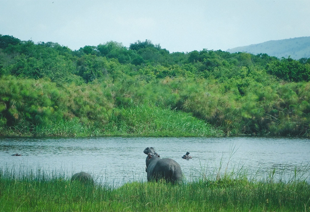 Best places to see hippos in East Africa