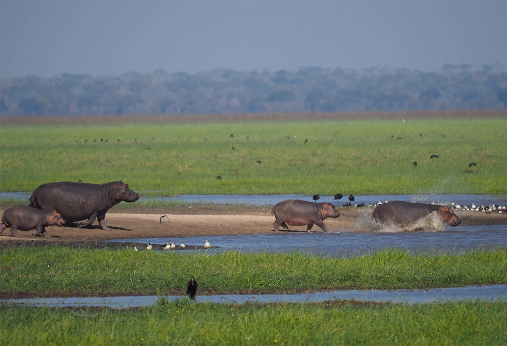 Best places to see hippos in East Africa
